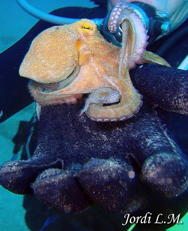 Pulpo comun ( Octopus vulgaris )1.jpg